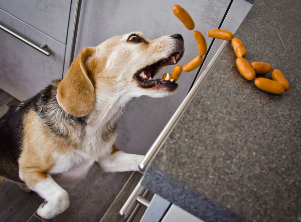 Hund frisst Würstchen von der Küchenablage - Leckereien für Hunde