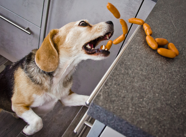 Würstchen in jeder Form sind ein Festessen für Hunde Hund frisst Würstchen von der Küchenablage - Leckereien für Hunde