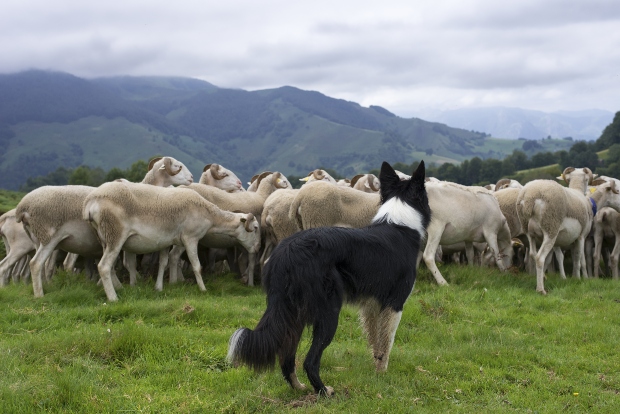 Hund hütet Schafe - Hütetrieb bei Hunden