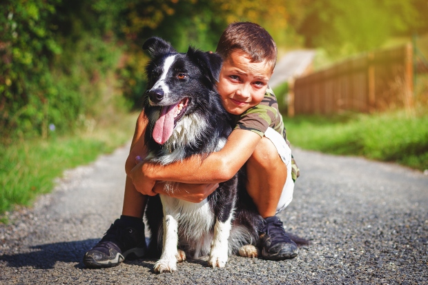 Junge umarmt Border Collie - Hütetrieb bei Hunden