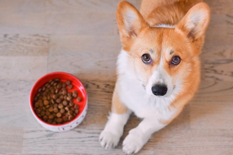 Welche Inhaltsstoffe in Hundefutter und Kauartikel wirklich wichtig sind