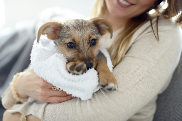 Frau trägt jungen Hund im Handtuch auf dem Arm