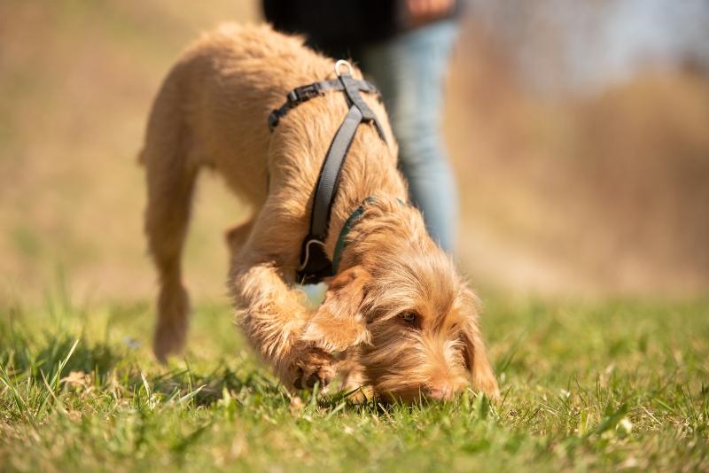 FĂ€hrtenarbeit mit Hunden