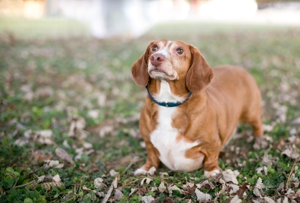 hund-uebergewicht-magere-fleischsorten