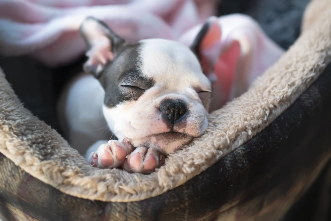 Welpe mit Decke im Hundbettchen