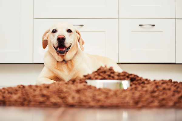 Hund sitzt vor einem Haufen Hundefutter