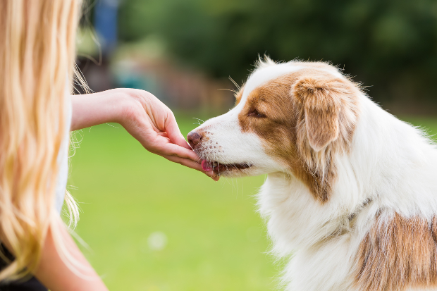 Frauchen füttert Hund mit Hundekausnack