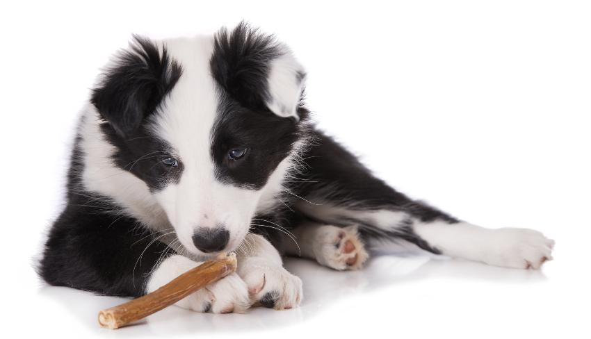 Wildfleisch fĂŒr Hunde