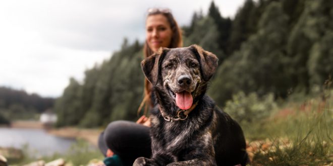 Ausflug mit Hund HundeKausnacks Magazin