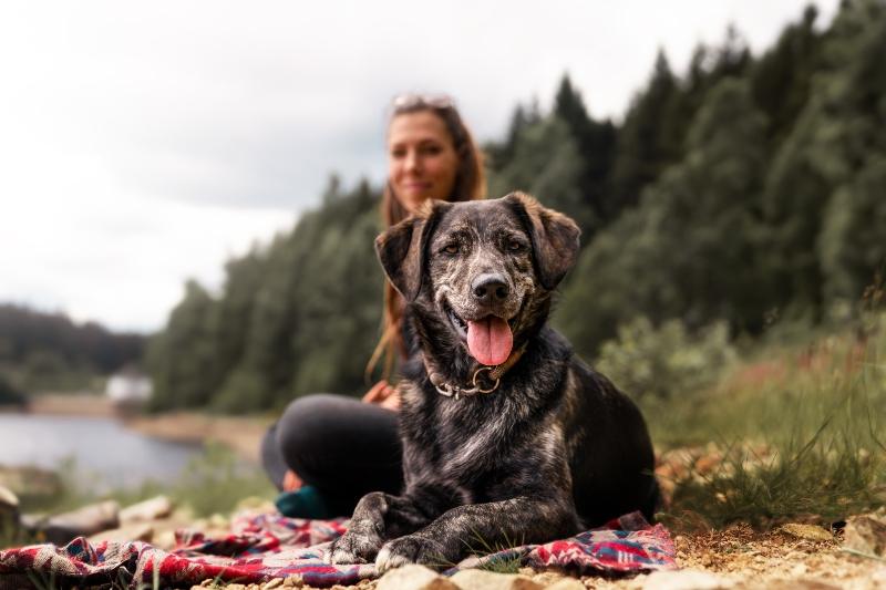 Ausflug mit Hund: 10 Ideen für unvergessliche Tage