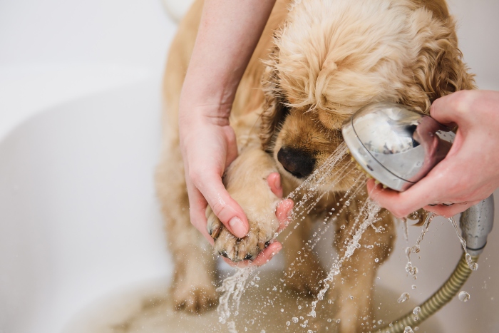 Brausen Sie Ihr Haustier von den Pfoten aufwaerts ab Hundebaden