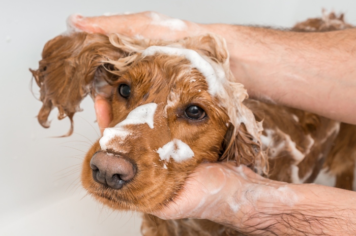 Cocker Spaniel Shampoo Wasser Hundebaden