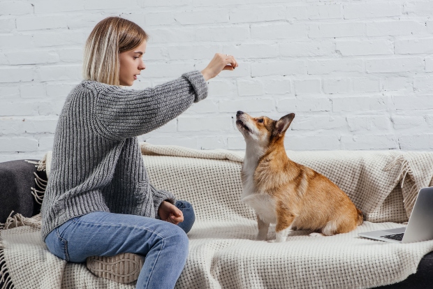 Frau gibt Hund ein Leckerli - Wasserbüffel für Hunde