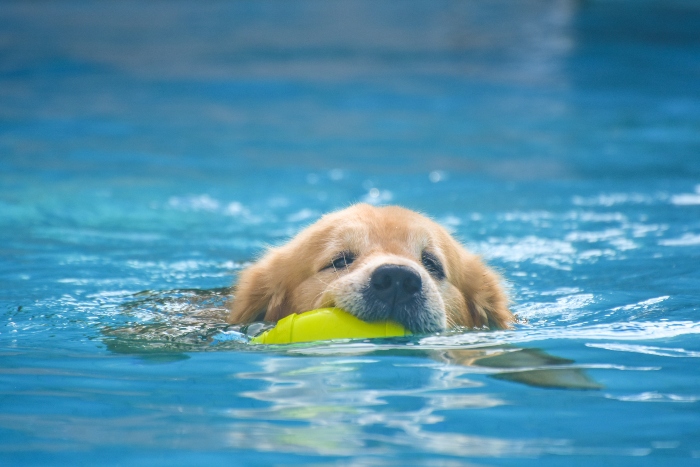 Golden Retriever macht Schwimmuebungen Hundebaden