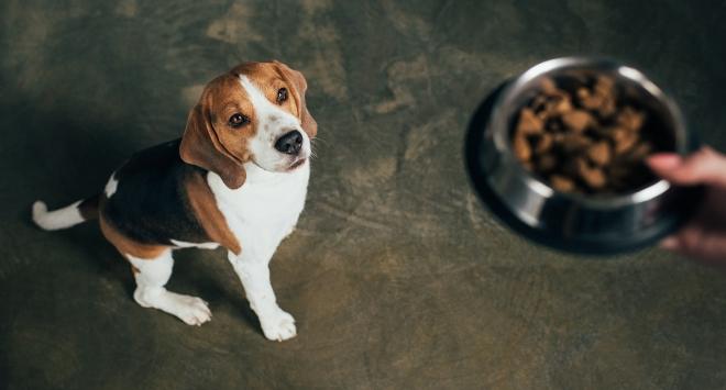 Wasserbüffel für Hunde