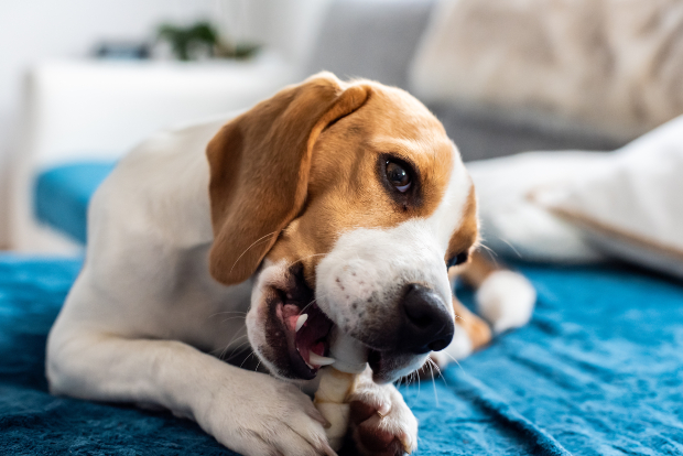 Hund kaut auf Knochen