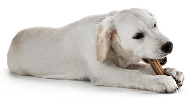 Junger Hund knabbert an einem Snack - Wasserbüffel für Hunde