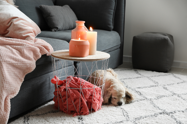 Hund liegt auf Teppich neben brennenden Kerzen