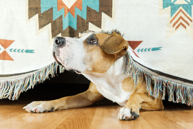 Hund sitzt unter einem Vorhang - der hochsensible Hund versteckt sich