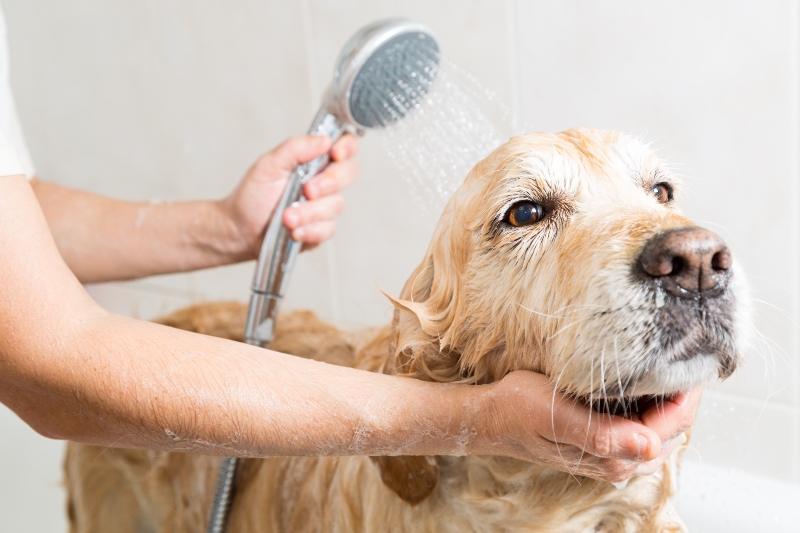 Hundebaden richtig gemacht