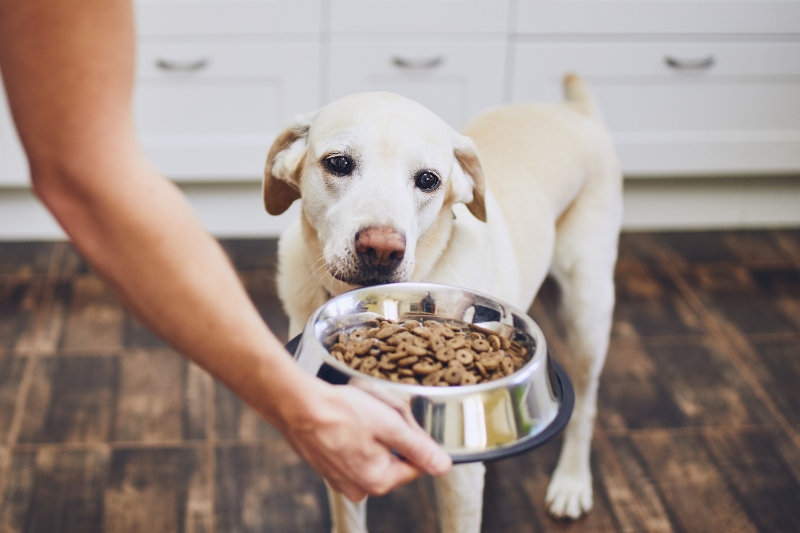 Hundefutter und Kausnacks ohne Futterzusatz HundeKausnacks Magazin