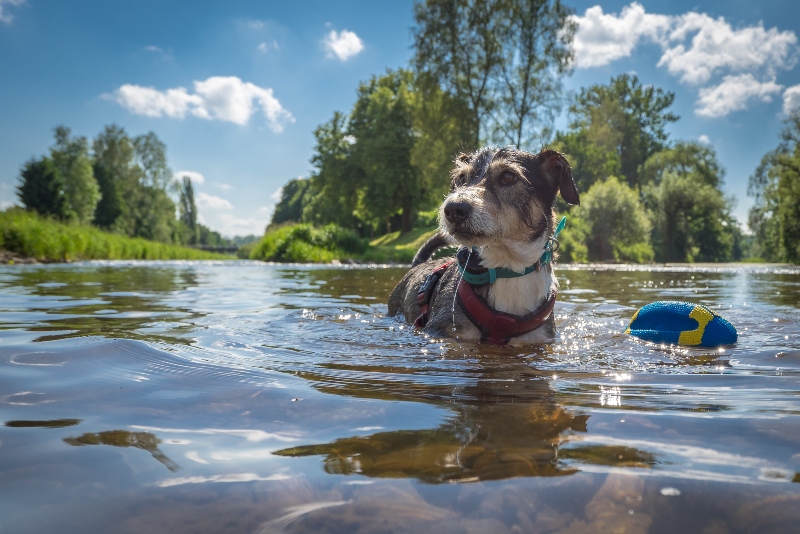 Terrier im Wasser