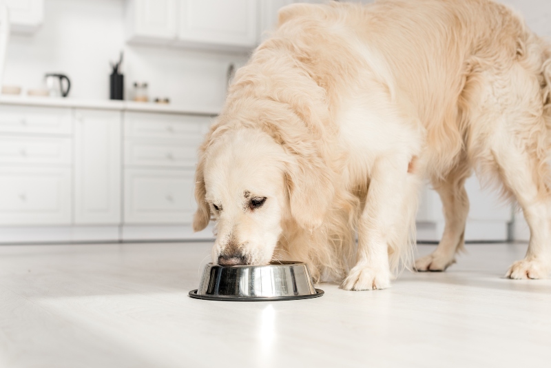 Zusatzstoffe im Hundefutter