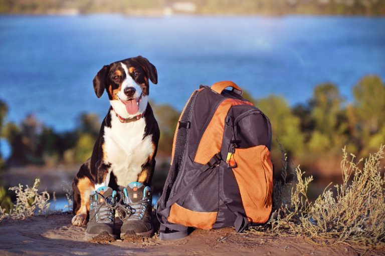 Ausflug mit Hund HundeKausnacks Magazin