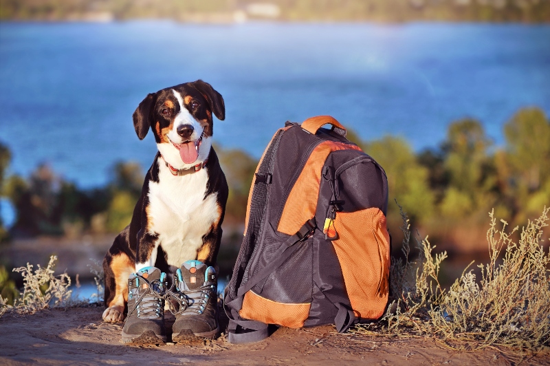 ausflug mit hund gepaeck