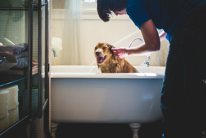 hund-badewanne