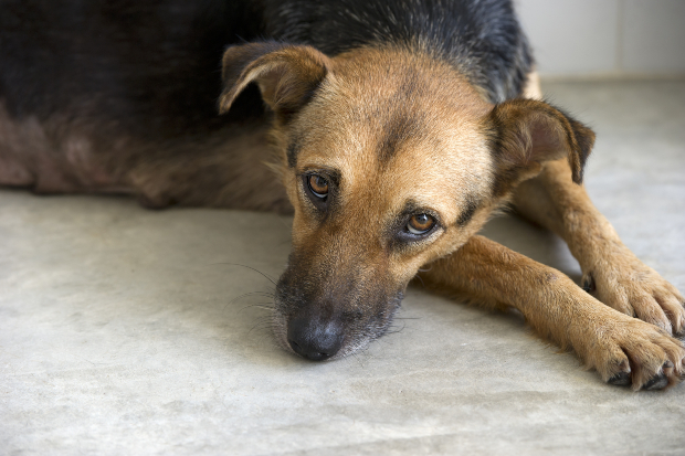 traurig blickender Hund liegt auch Teppich - hochsensible Hunde neigen zu Depression