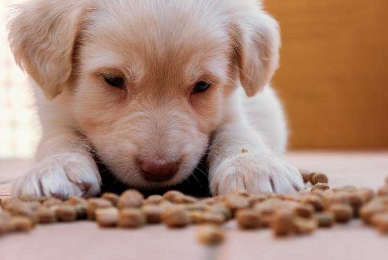 Die richtige Welpenftterung | Hunde-Kausnacks Magazin