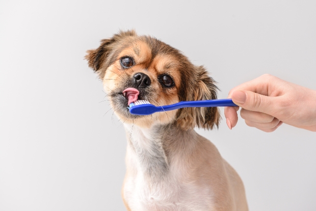 Hund mit einer Zahnbürste - Naturkausnacks