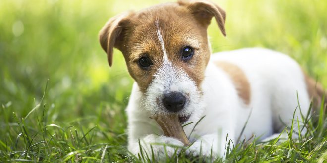 Hundewelpe mit Naturkauartikel