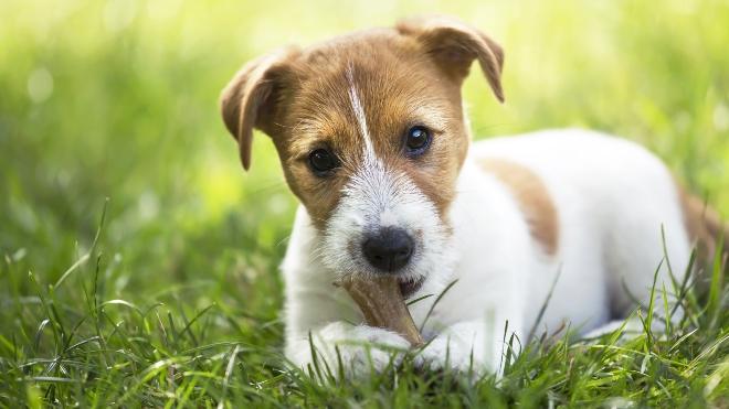 Hundewelpe mit Naturkauartikel