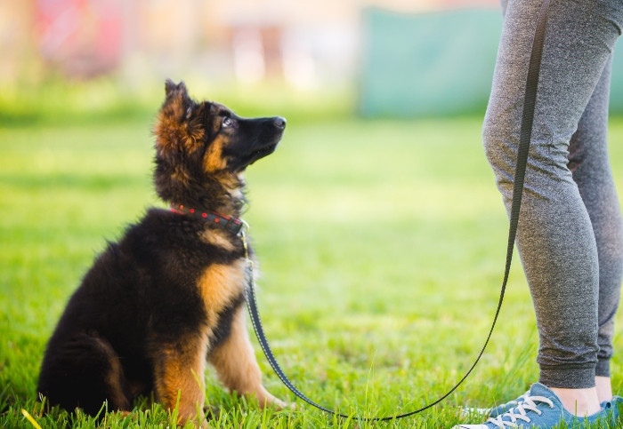 Jeder Hund braucht eine Ausbildung Naturkausnacks