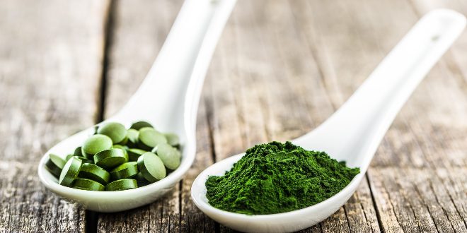 Spirulina für Hunde