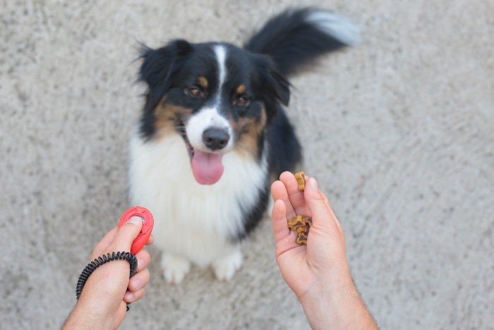 Tipps fuer das Hundetraining mit Leckerli Naturkausnacks