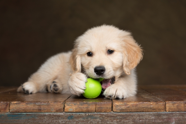 Hundewelpe mit Ball