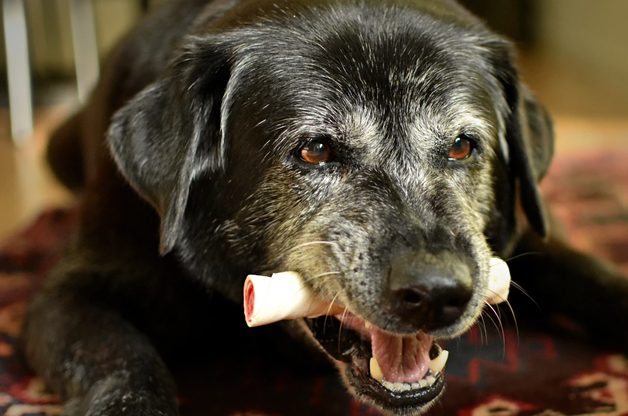 Zu harte Kauknochen verursachen Zahnprobleme bei alten Hunden. Lieber auf weiche Dental-Kauartikel gehen! alter Hund frisst Kauknochen