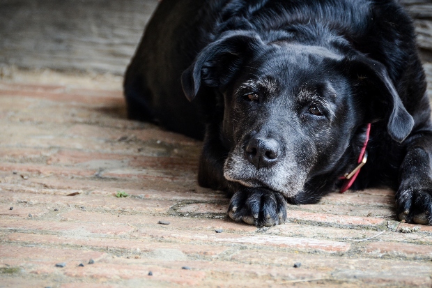 Hund auf dem Boden liegend