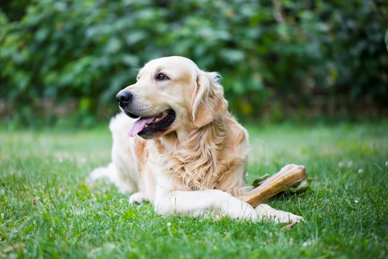 Kauknochen für alte Hunde müssen weicher sein