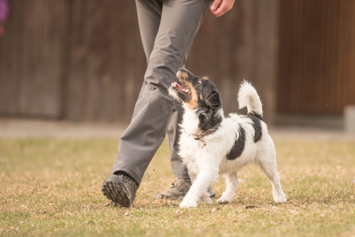 perfekte-fussarbeit-hund Naturkausnacks