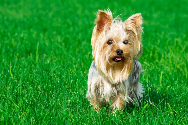 Yorkshire Terrier auf der Wiese 