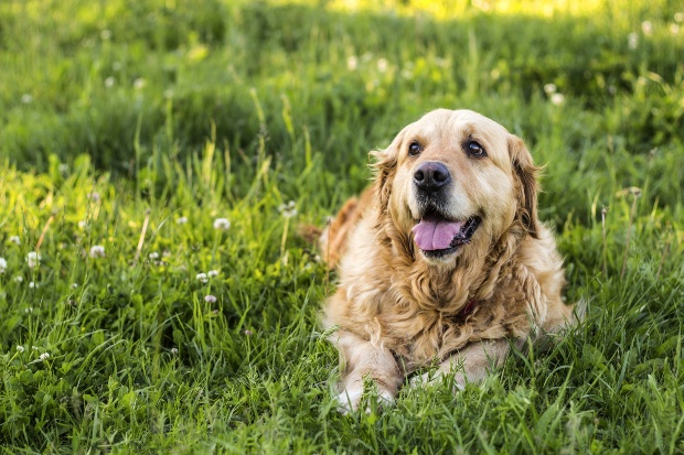 Älterer Hund liegt im Gras