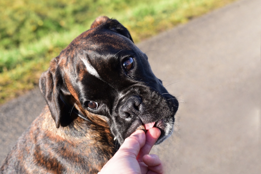 Deutscher Boxer frisst Leckerli aus der Hand Gesunde Hundeleckerlis