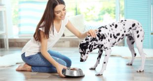 Frauchen füttert Dalmatiner Hund