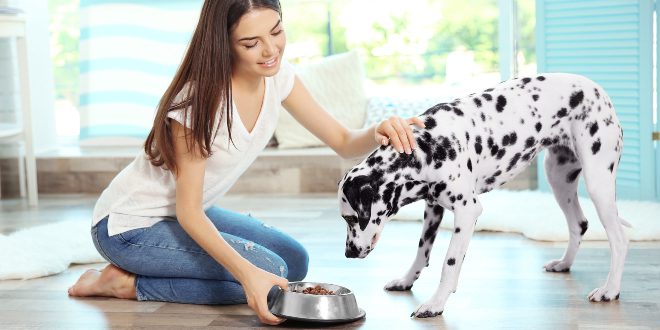 Frauchen füttert Dalmatiner Hund