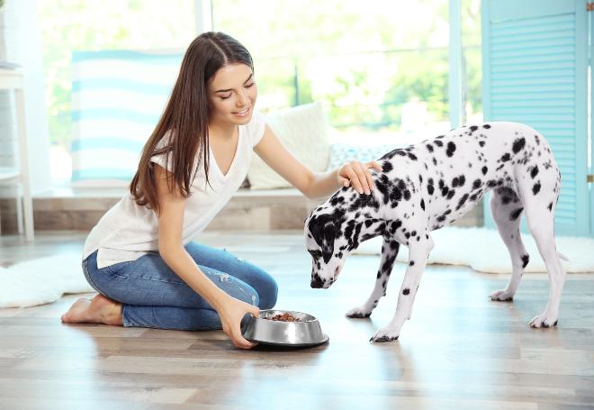 Frauchen füttert Dalmatiner Hund