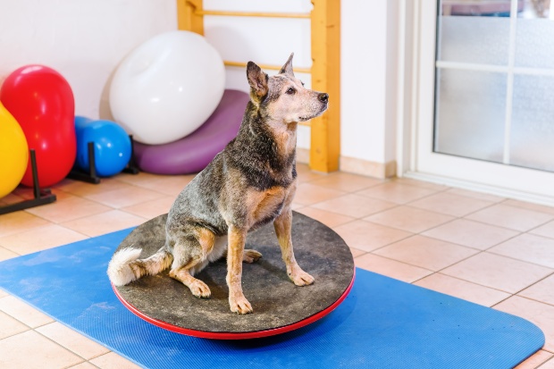 Hund steht auf einem Balance-Board 